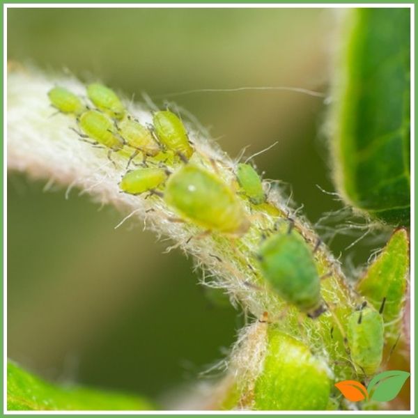 Eliminar el pulgón de forma eficaz