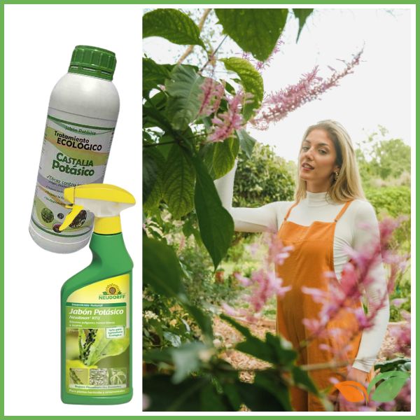 Jabón potásico contra las hormigas