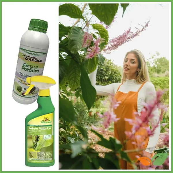 Jabón potásico contra las hormigas