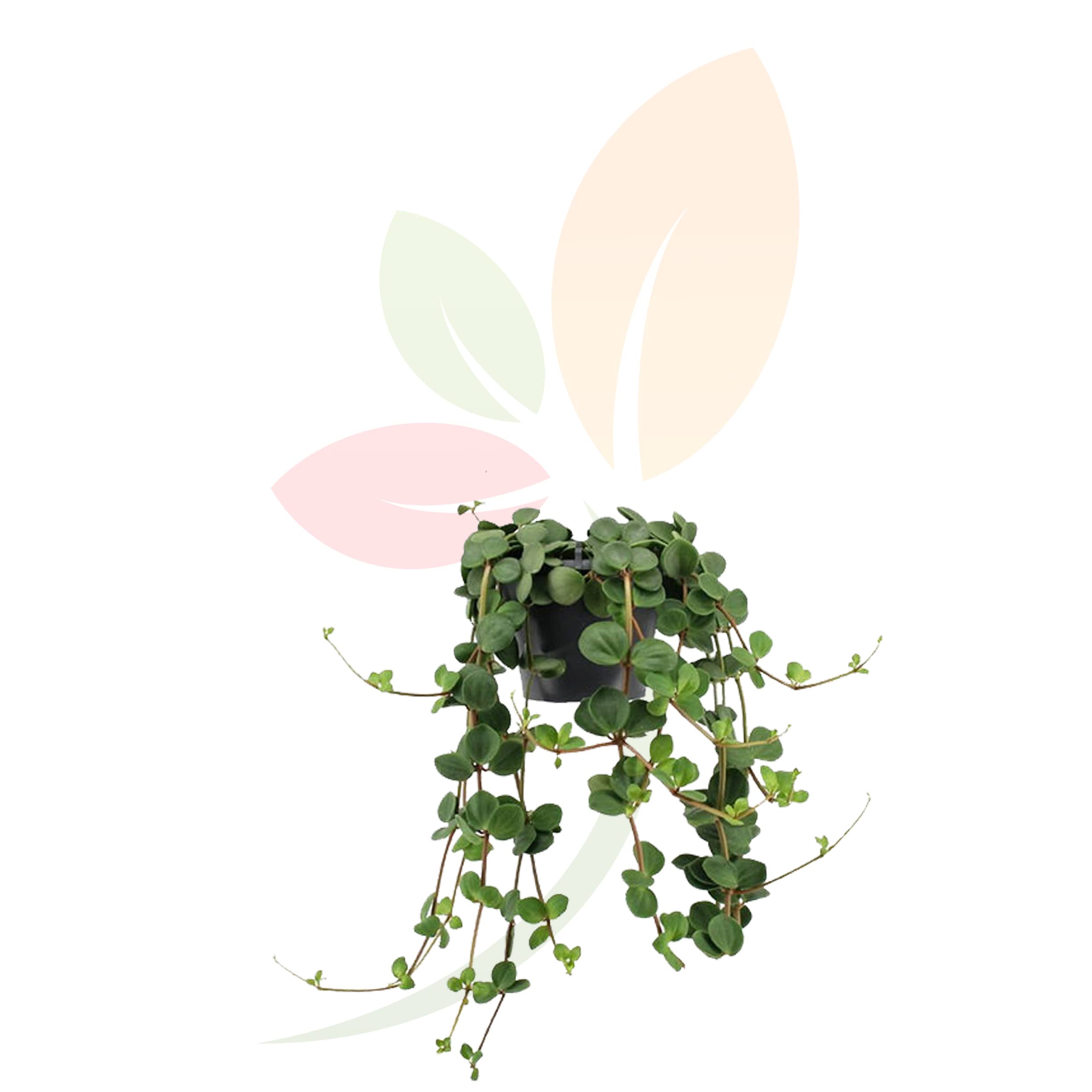 Peperomia-alturaope-colgante