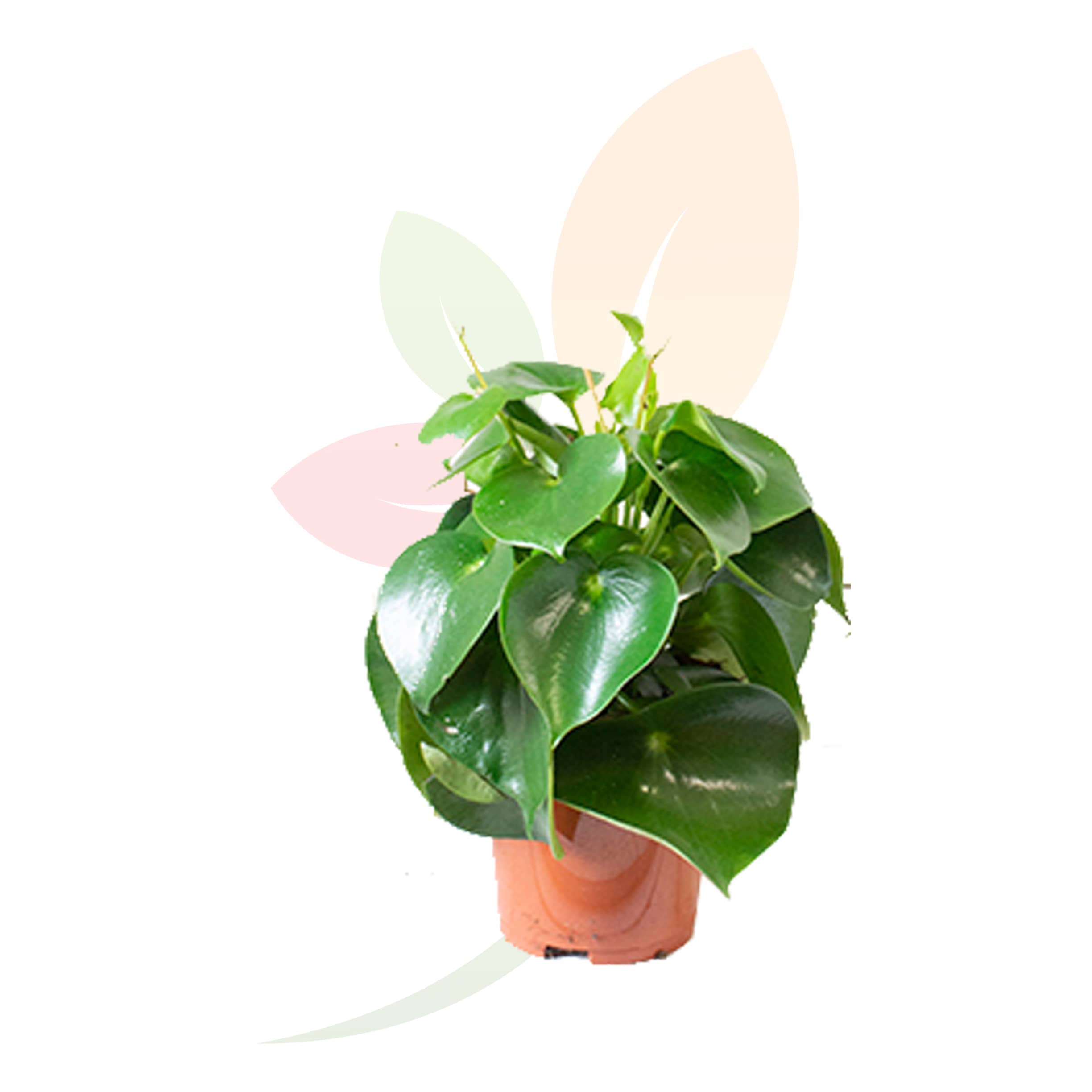 Peperomia-Raindrop