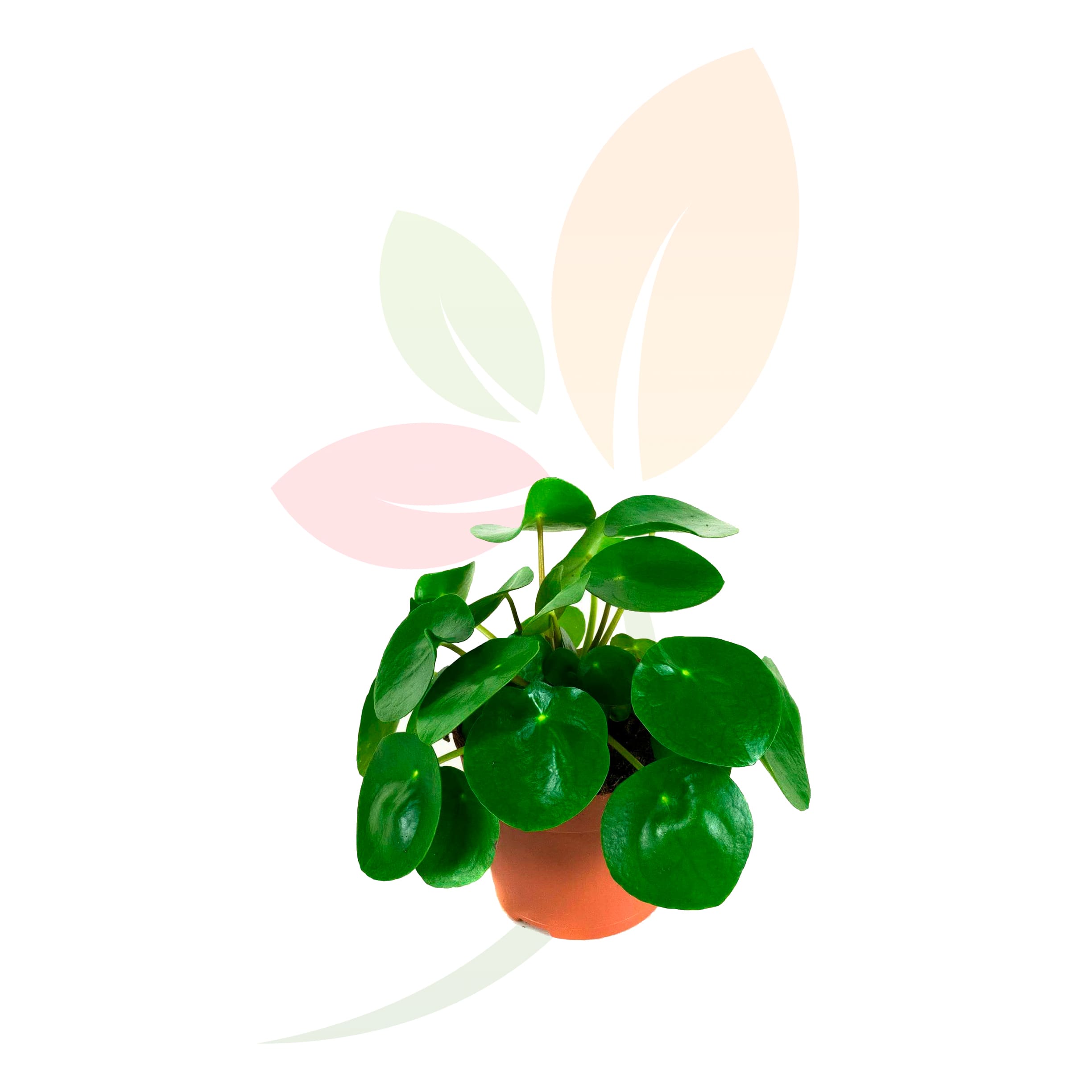 Planta-china-dinero-Pilea-Peperomioides