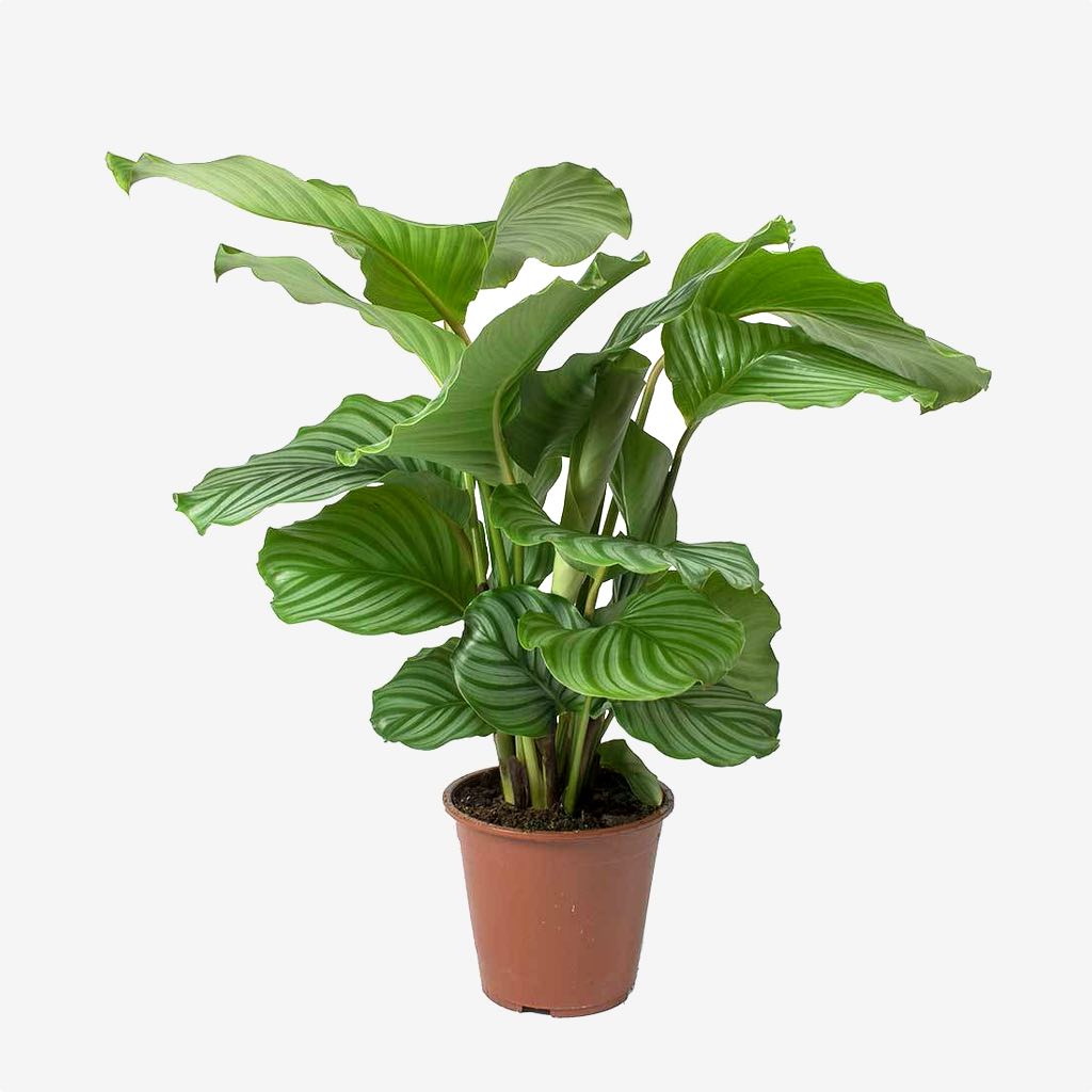 Calathea-Orbifolia