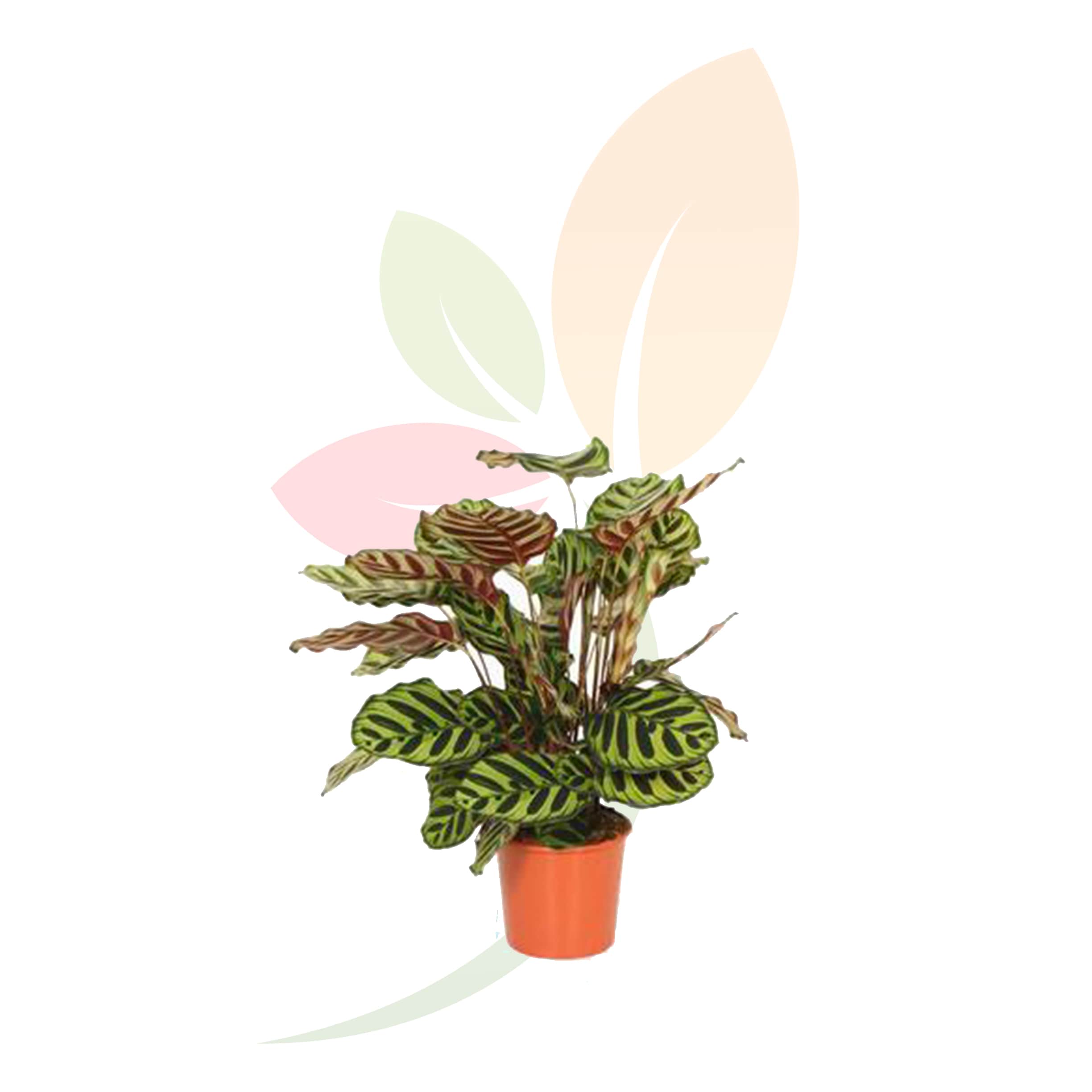 Calathea-Makoyana