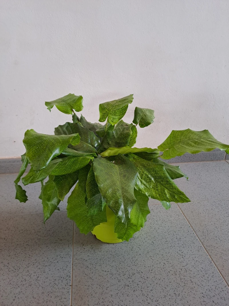 Calathea-musaica-Network-planta-mosaico-ideal-para-interior