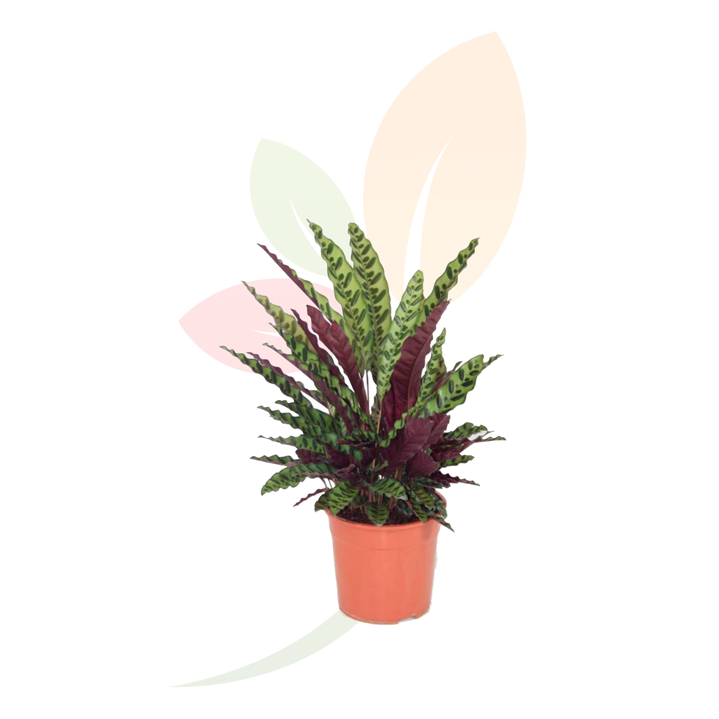 Calathea-Lancifolia