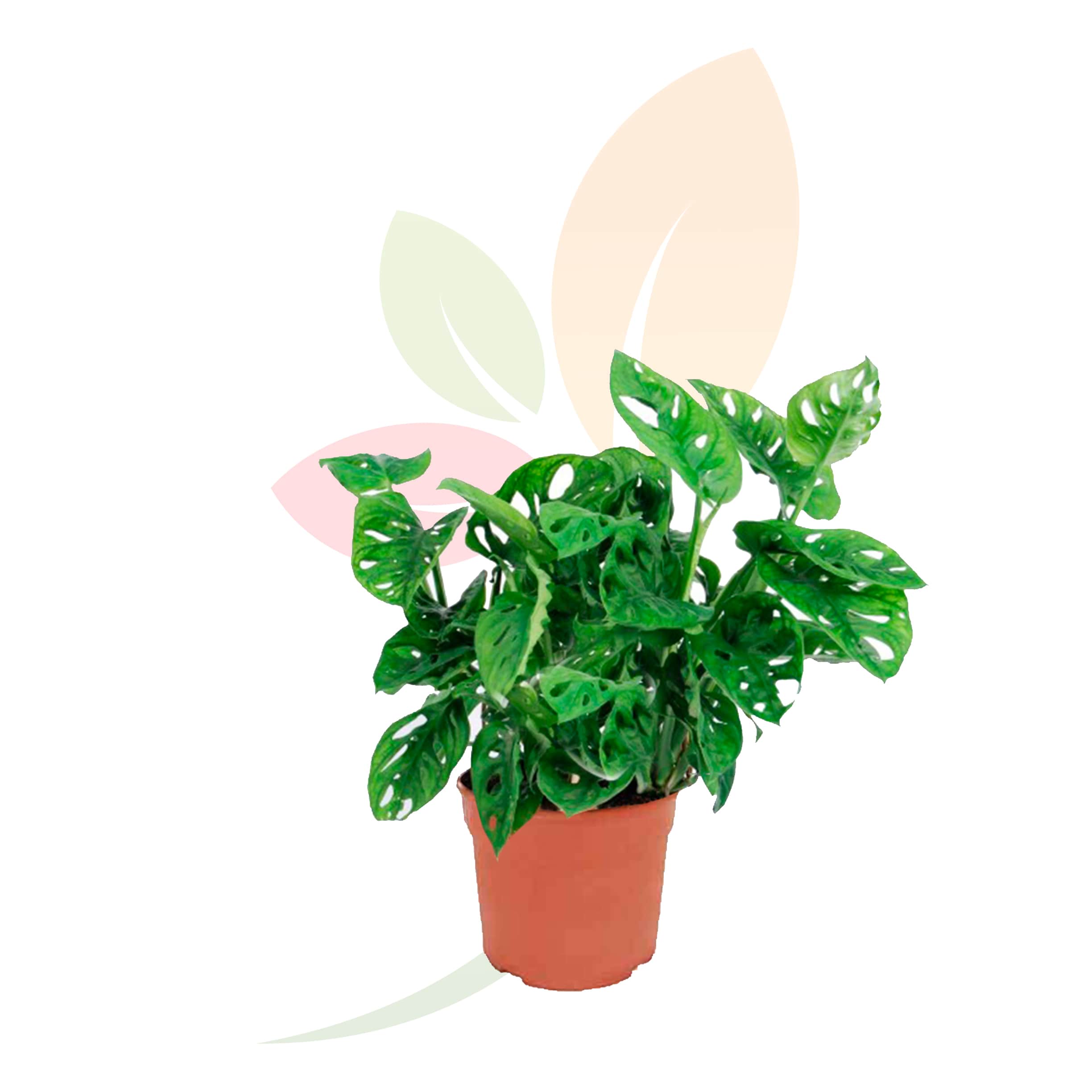 Monstera-Obliqua-Monkey-40/50-altura