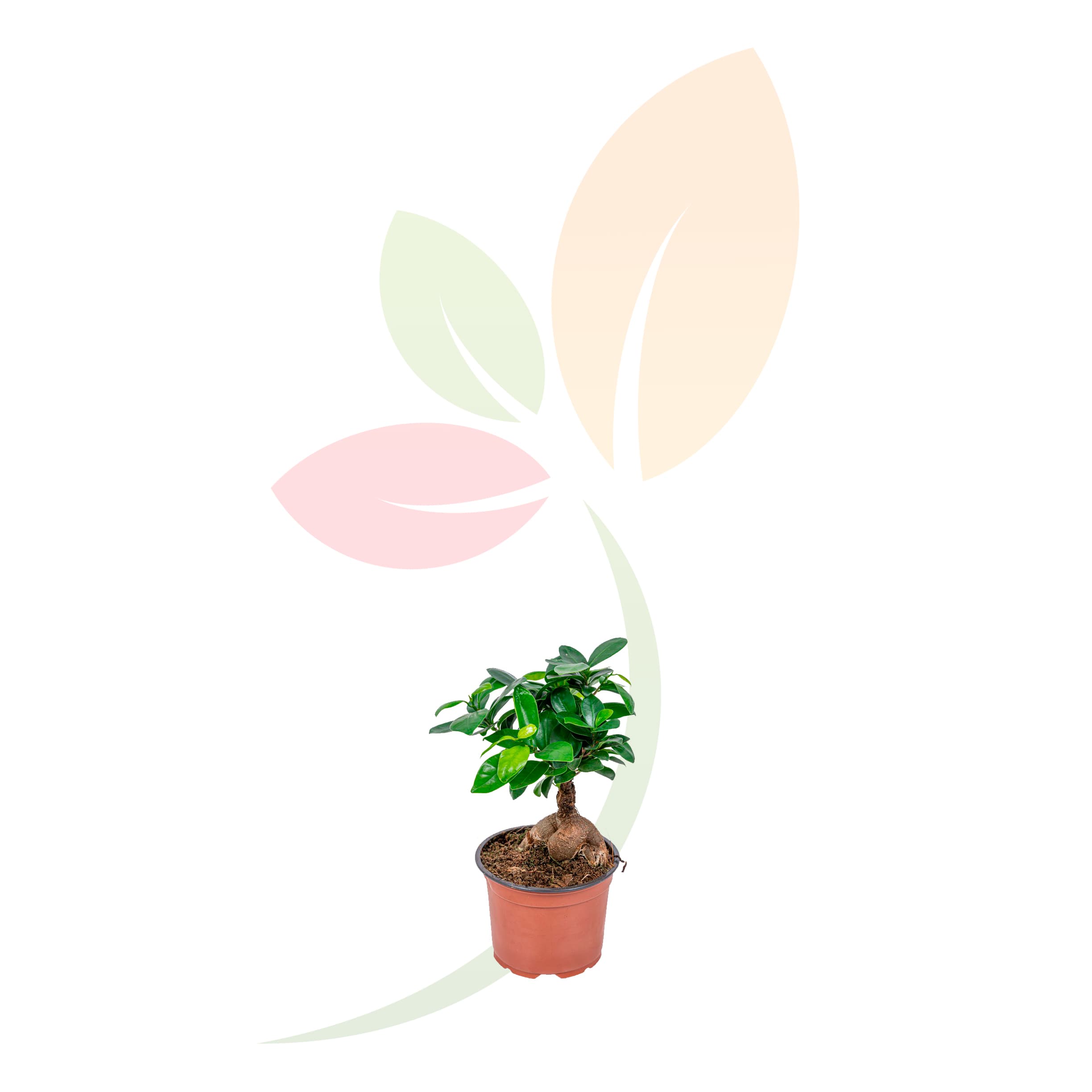 Ficus-Ginseng-20/30-altura