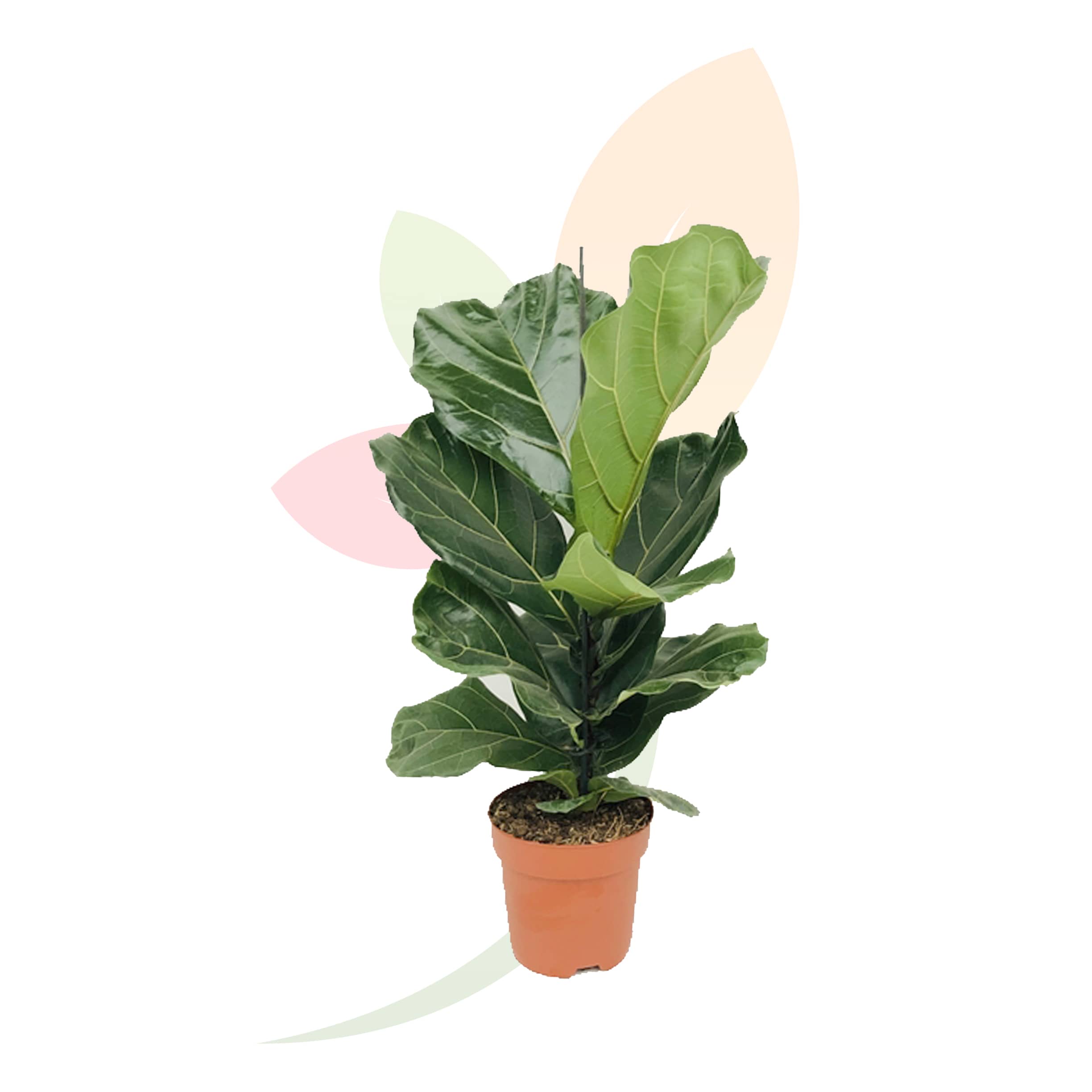 Ficus-Lyrata-Bambino-50/60-altura