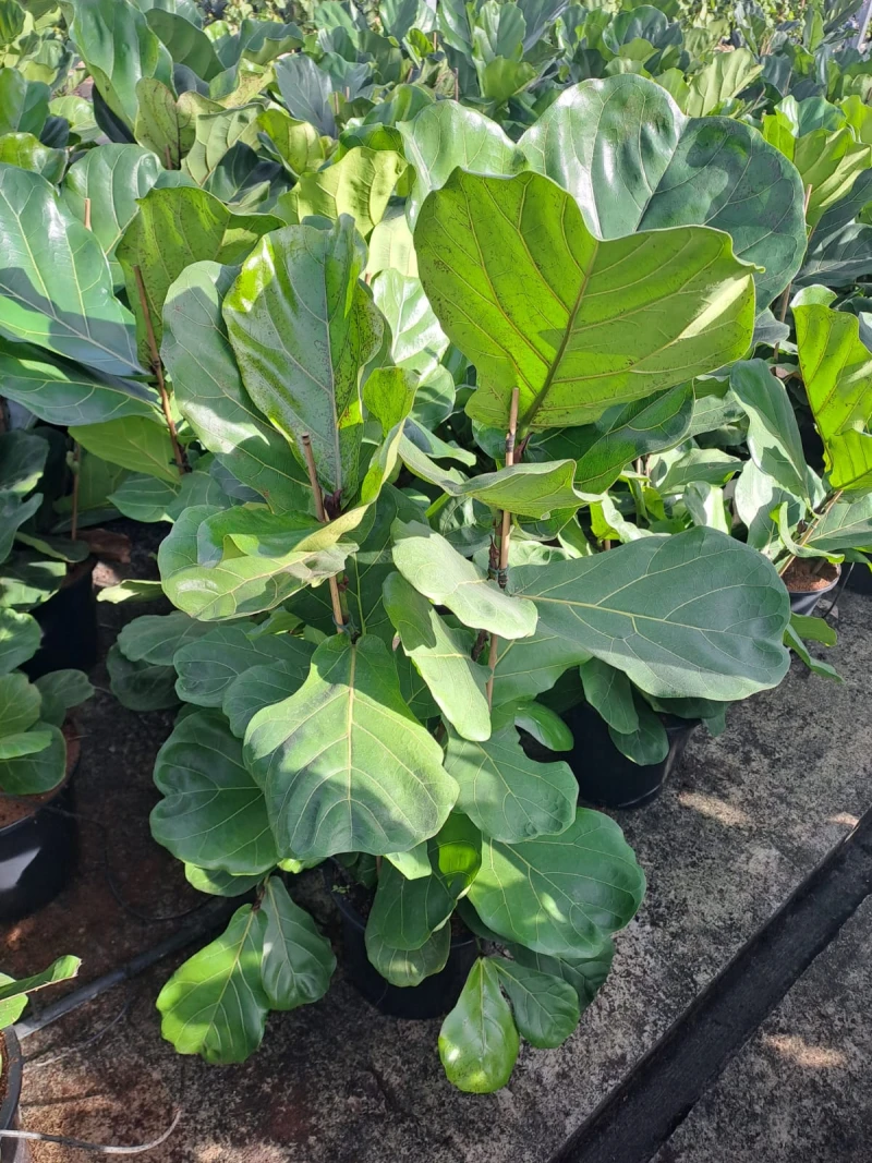 ficus-lyrata-40-60h