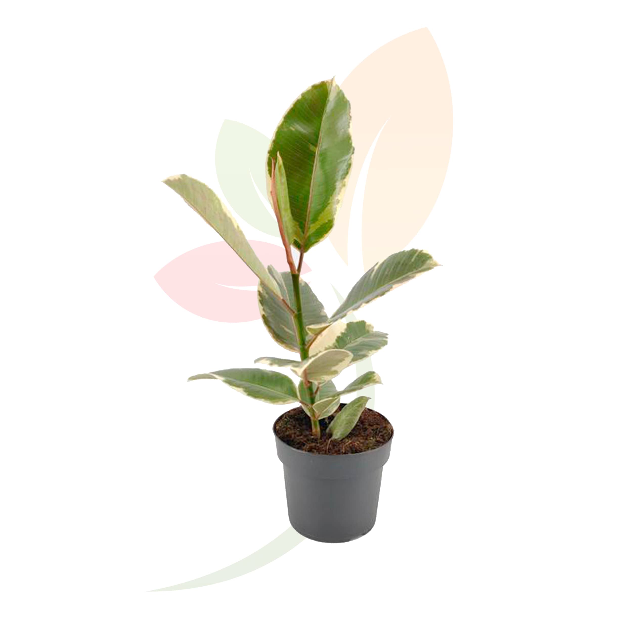 Ficus-Tineke-50/60-altura