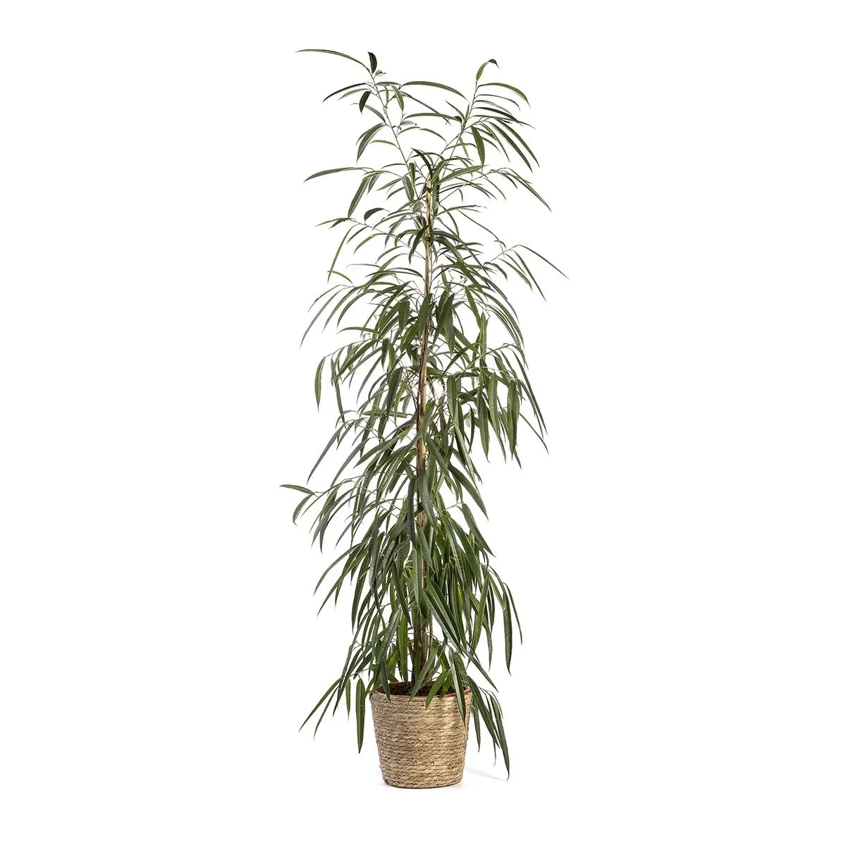 Ficus-Alii