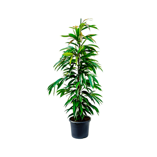 Ficus-Amstel-King