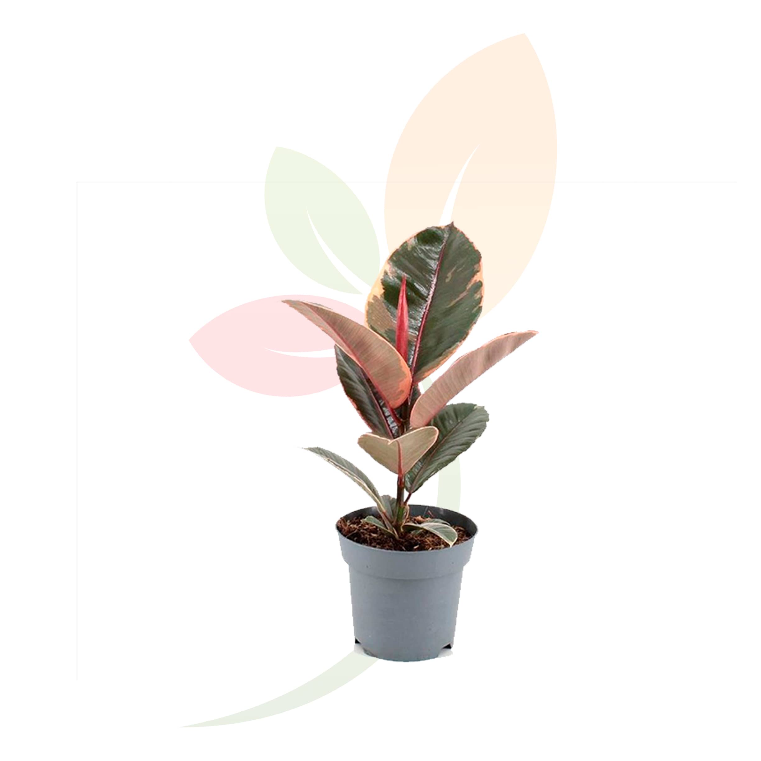 Ficus-Belize-50/60-altura