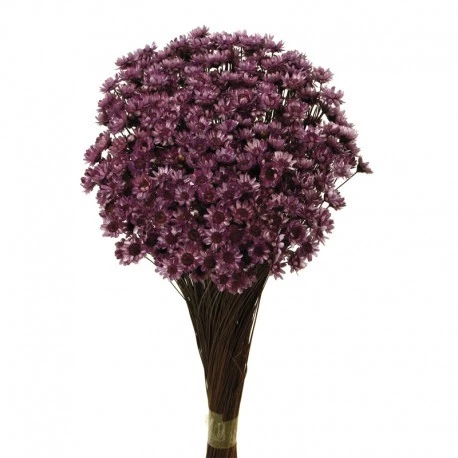 Pomo-flor-seca-Glixia