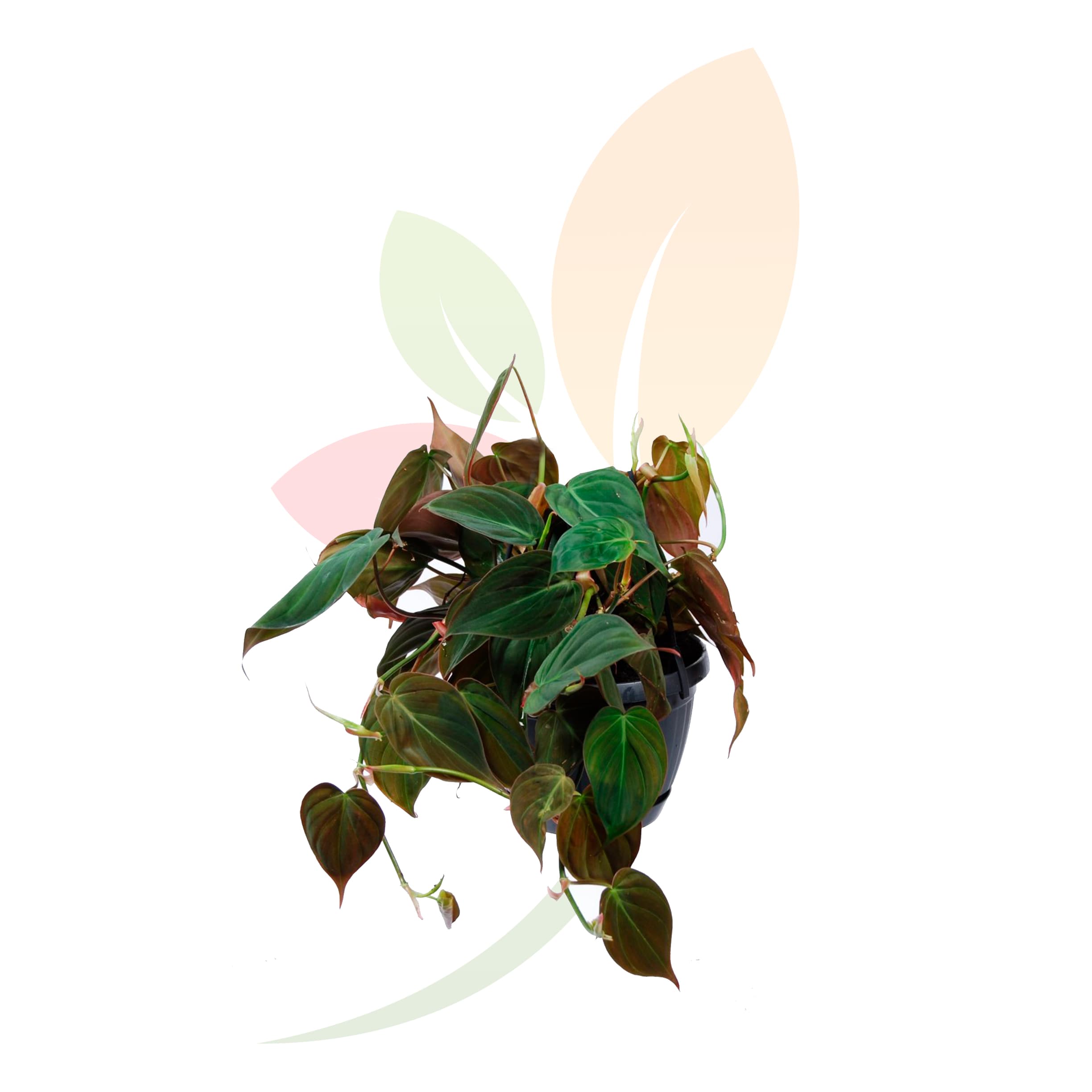 Philodendron-Scandens-Espaldera