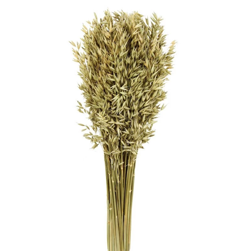 Pomo-avena-sativa