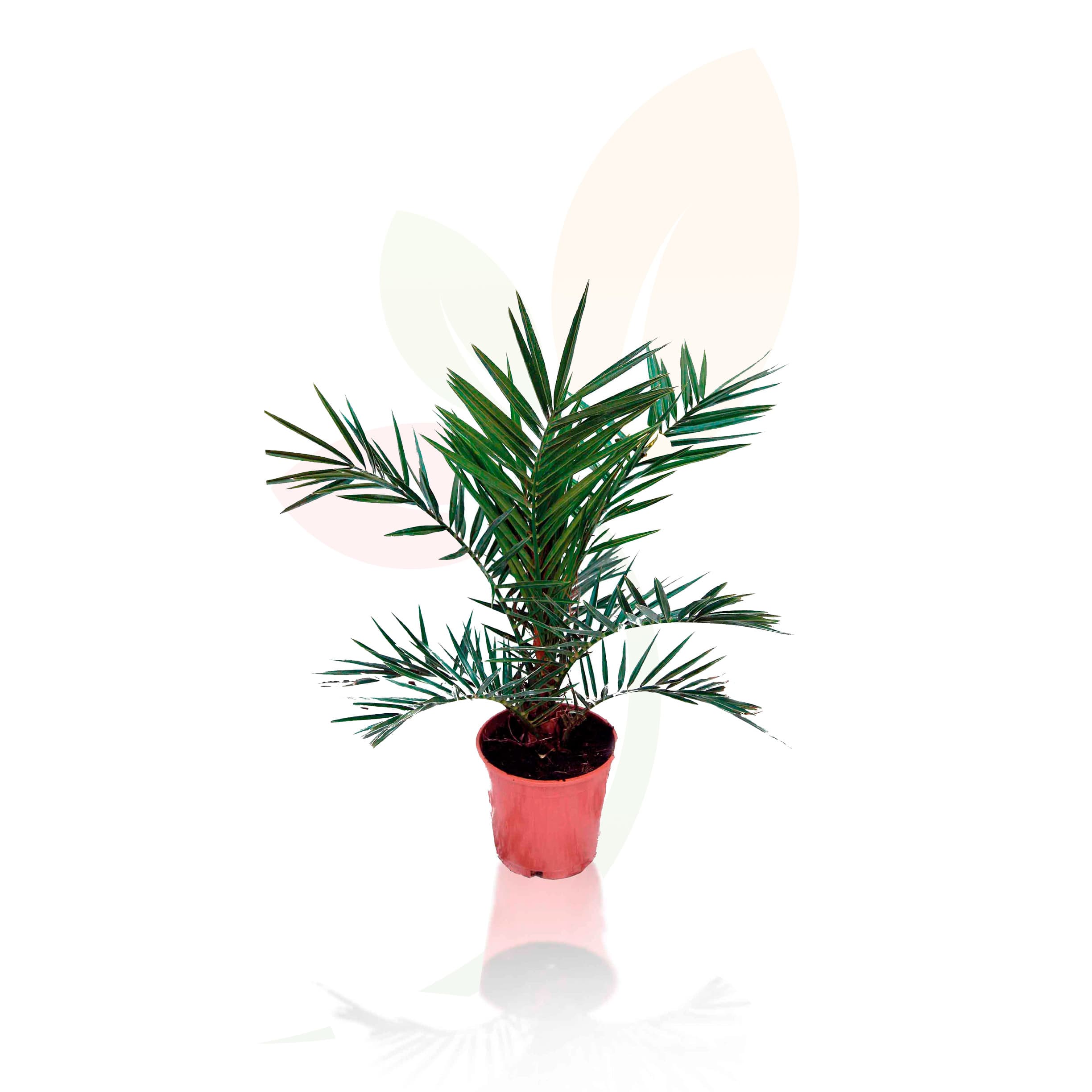 Phoenix-Canariensis