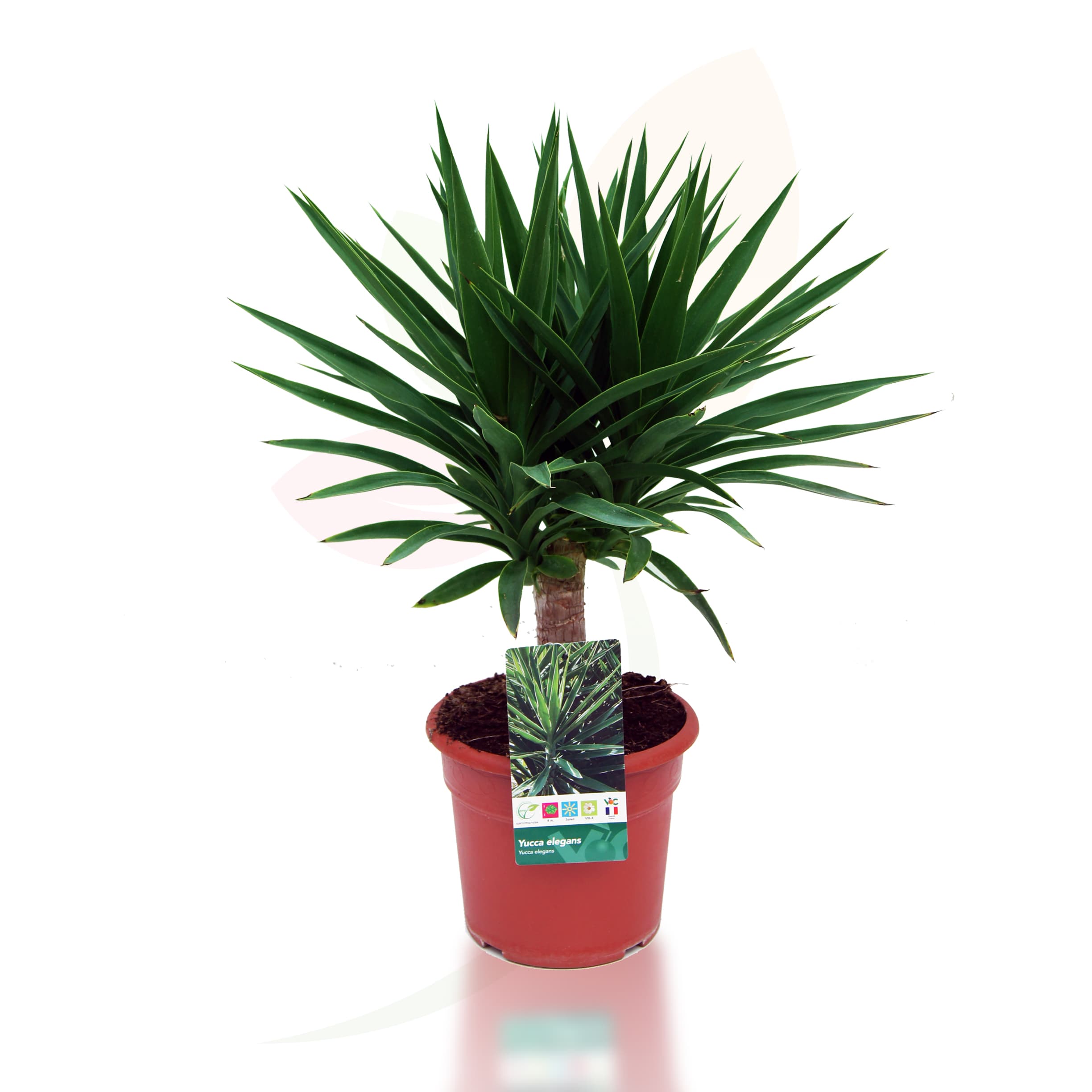 Yucca-Elegans