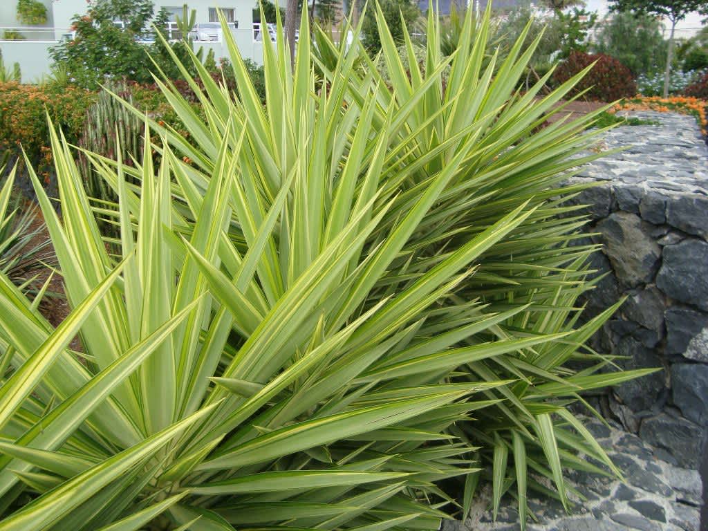 Yucca-Jewel