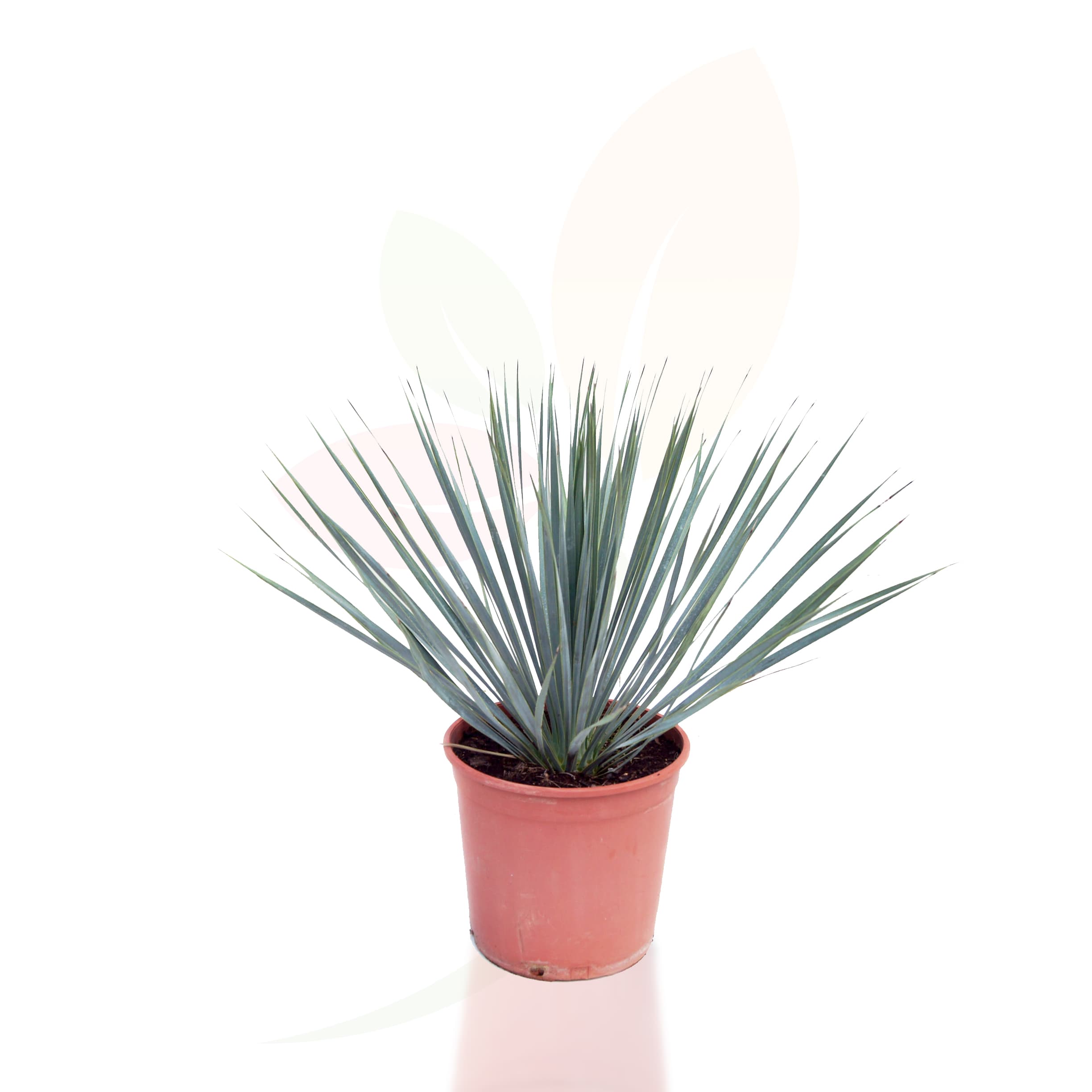 Yucca-Rostrata