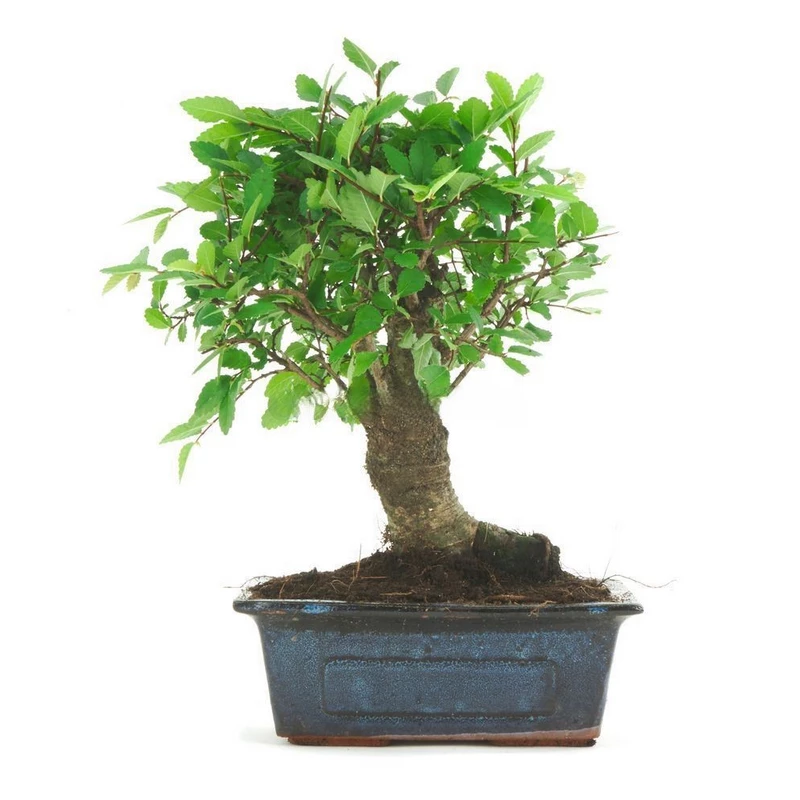 Bonsái-Zelkova-parvifolia
