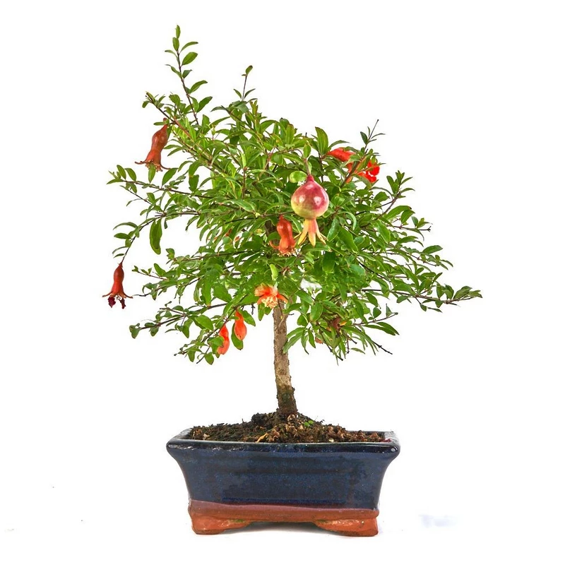 Bonsái-Punica-granatum-nana-(Granado-Enano)-Belleza-Mediterránea