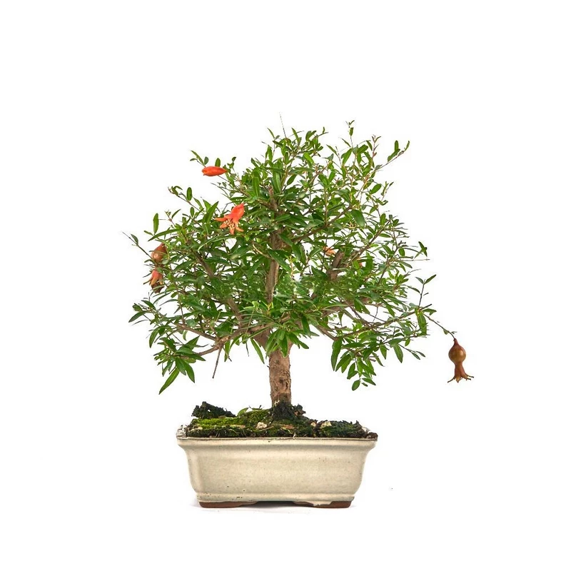 Granado-Bonsái-(Punica-granatum)-Encanto-Miniatura