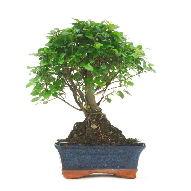 Bonsái-Sageretia-theezans-(Ciruelo-Chino)-Belleza-miniatura