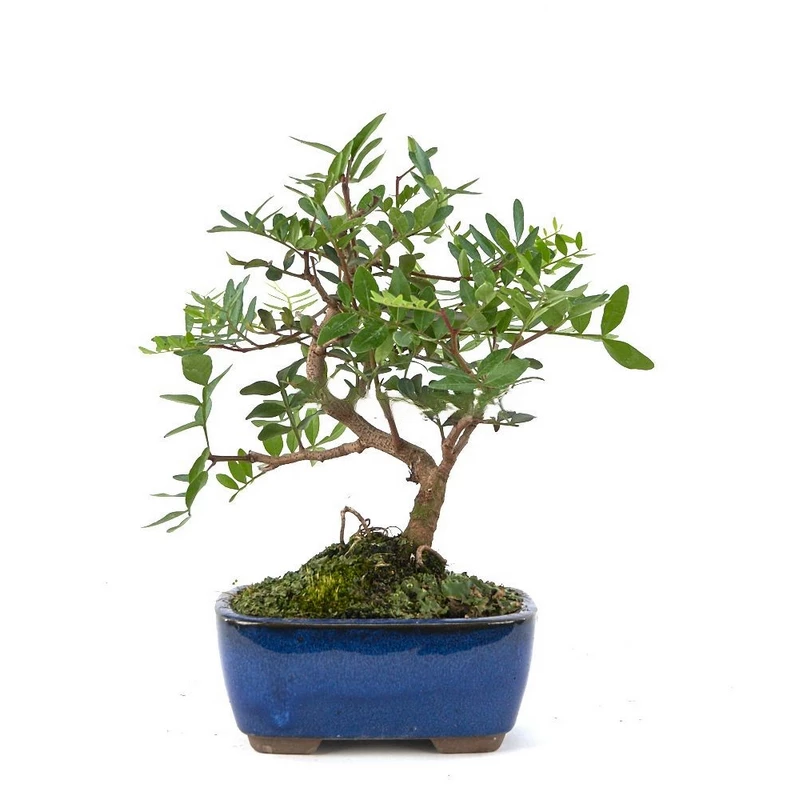 Bonsái-Pistacia-lentiscus-Lentisco-Mediterráneo
