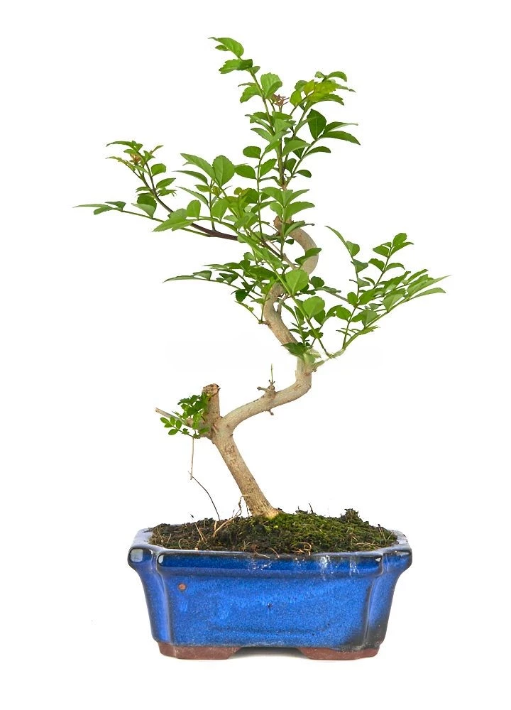 Bonsái-Fraxinus-(Fresno)-Belleza-Natural