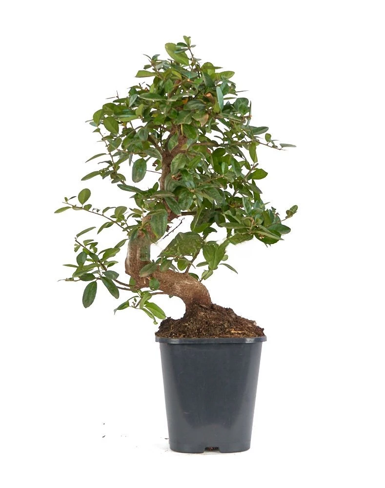 Prebonsái-Pyracantha