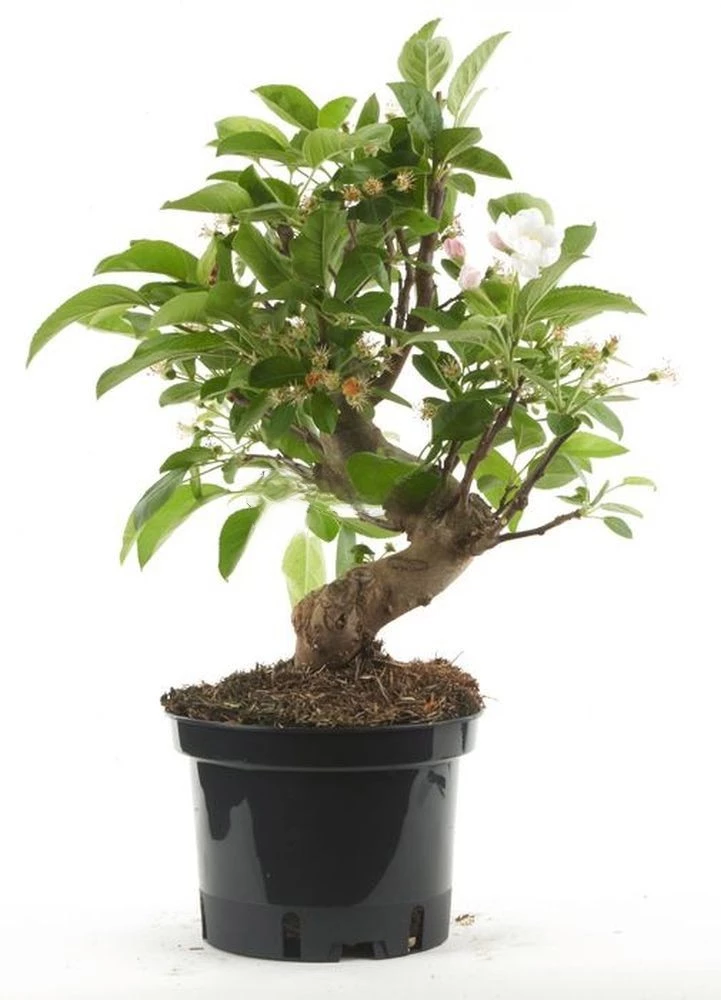 Prebonsái-Malus-Pequeño-Manzano