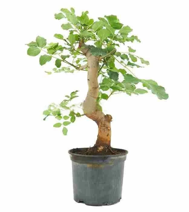 Prebonsái-Fraxinus-angustifolia-Fresno