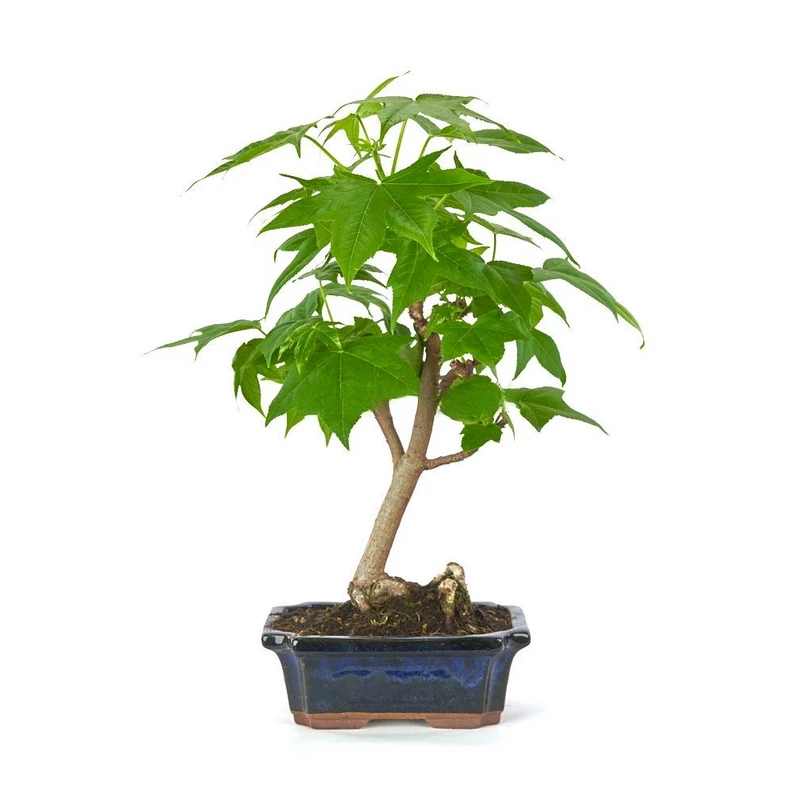 Bonsái-Liquidambar-(Goma-Dulce)-Colores-Transforman-Espacio