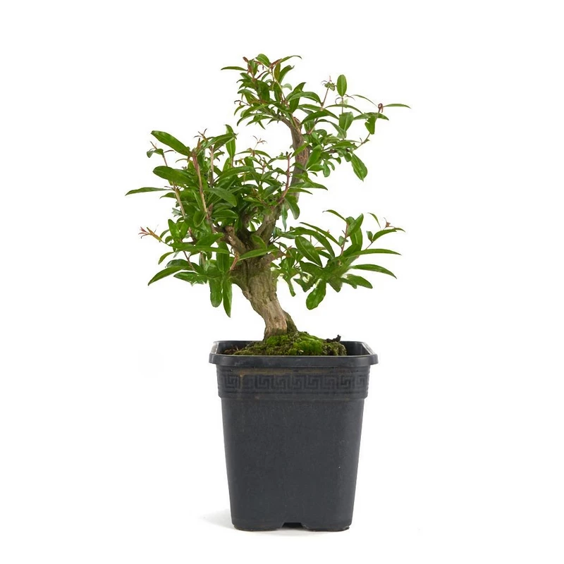Prebonsái-Punica-granatum-años