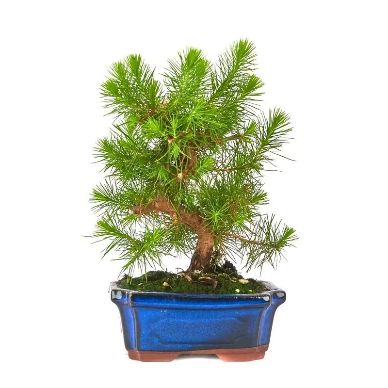 Pinus-halepensis-Bonsái-(Pino-Carrasco)-Belleza-Árida