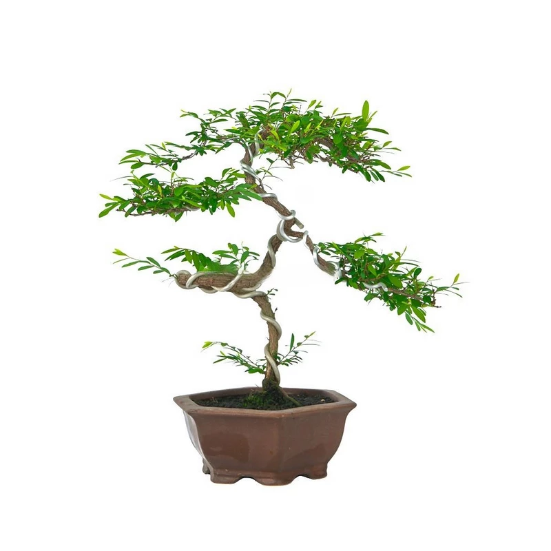 Bonsái-Phyllanthus-(Filantáceas)-Encanto-Hogareño