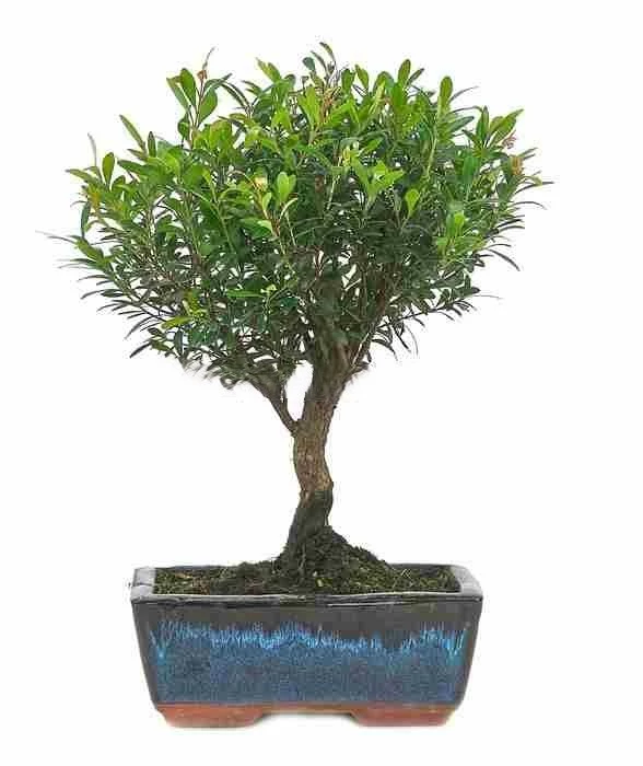Bonsái-Syzygium-Buxifolium-Clavo-olor--Toque-Verde-Hogar
