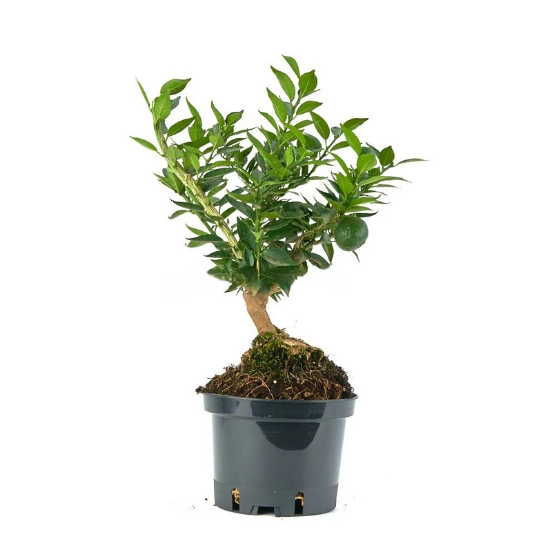 Bonsái-Citrus-myrtifolia-(Chinotto-Naranjo-Enano)-9Años