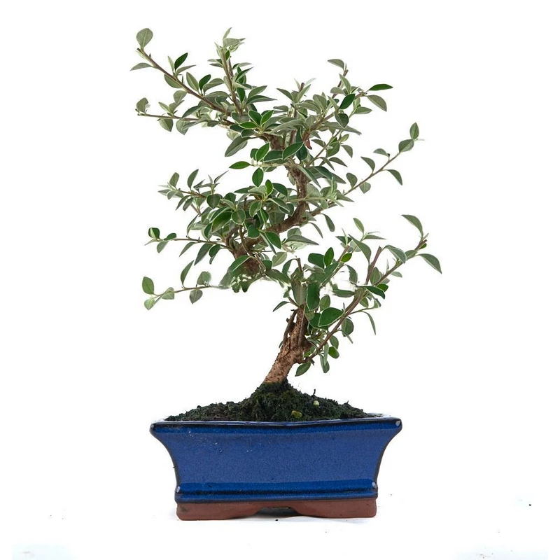 Bonsái-Cotoneaster-franchetii