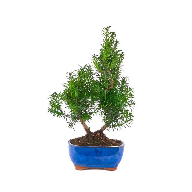 Bonsái-Taxus-Media-Arte-Tejo-Hogar