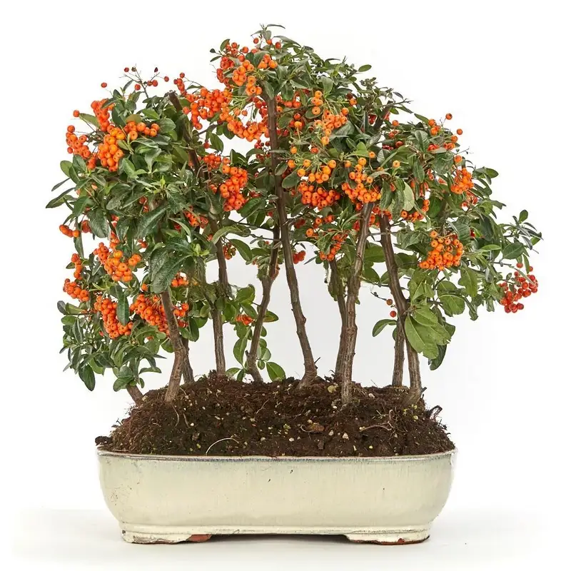 Bonsái-Pyracantha-coccinea-años