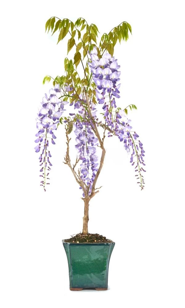 Bonsai-Wisteria-floribunda-Cascada-años