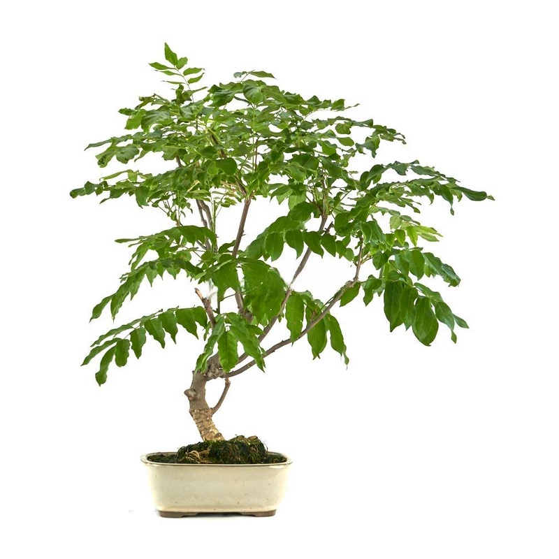Bonsai-Wisteria-floribunda-años