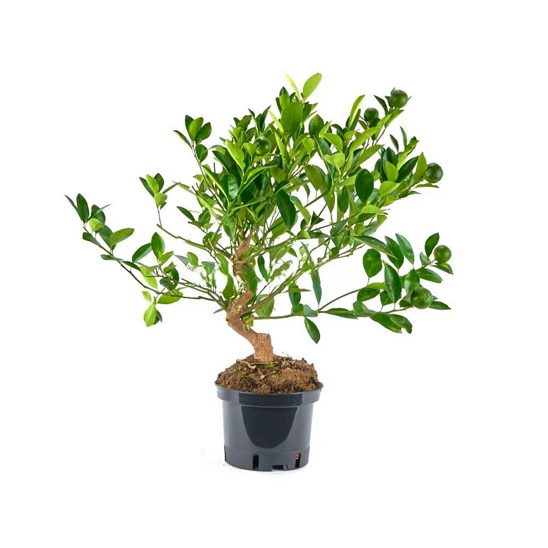 Prebonsái-Calamondino-(Citrus-calamondin)