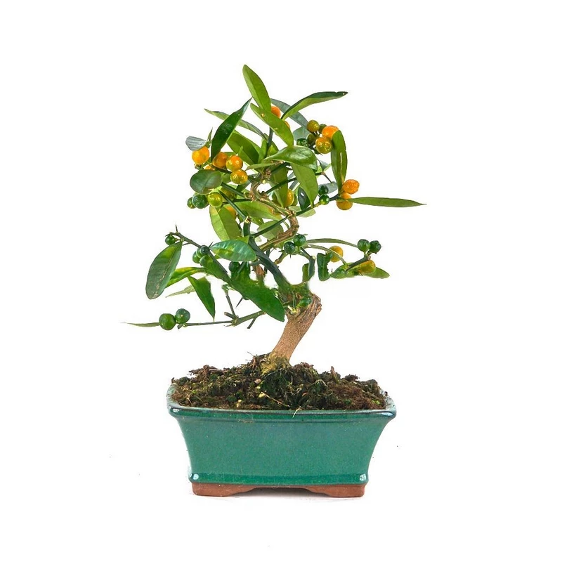 Citrus-kinzu-(Bonsái)-Exótico-Frutal-para-Interiores