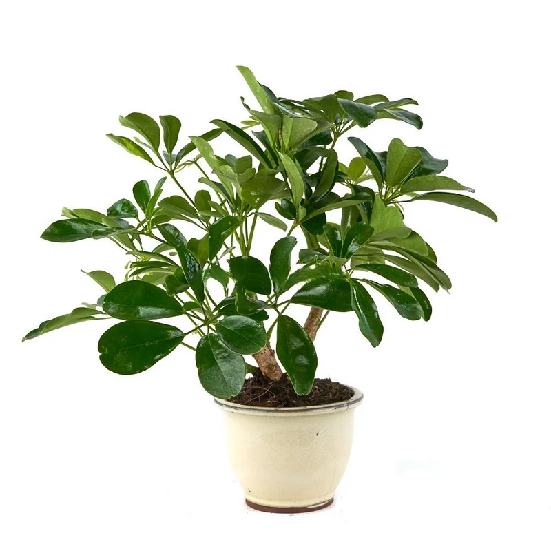 Schefflera-(Árbol-Paraguas)-Bonsái-Años