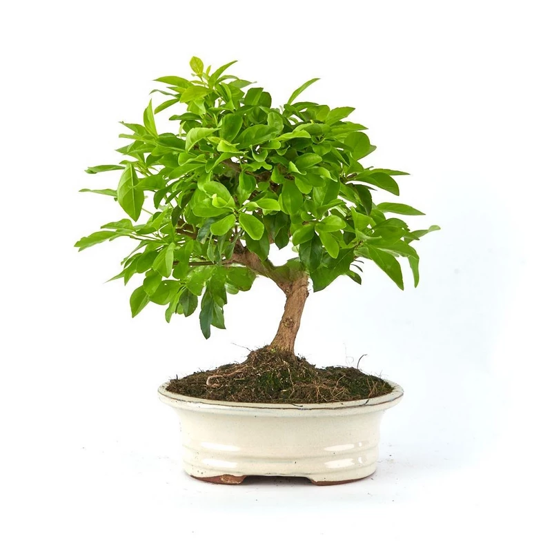 Bonsái-Duranta-repens-aurea-Toque-Natural