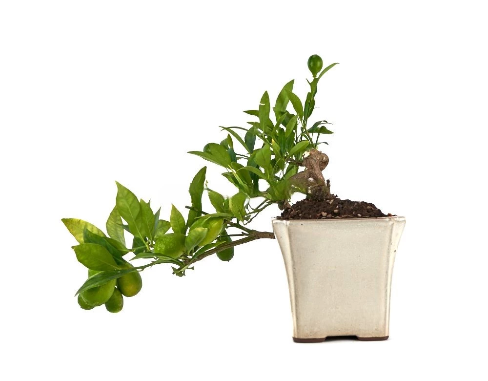 Bonsai-Citrus-llimencuat-15años